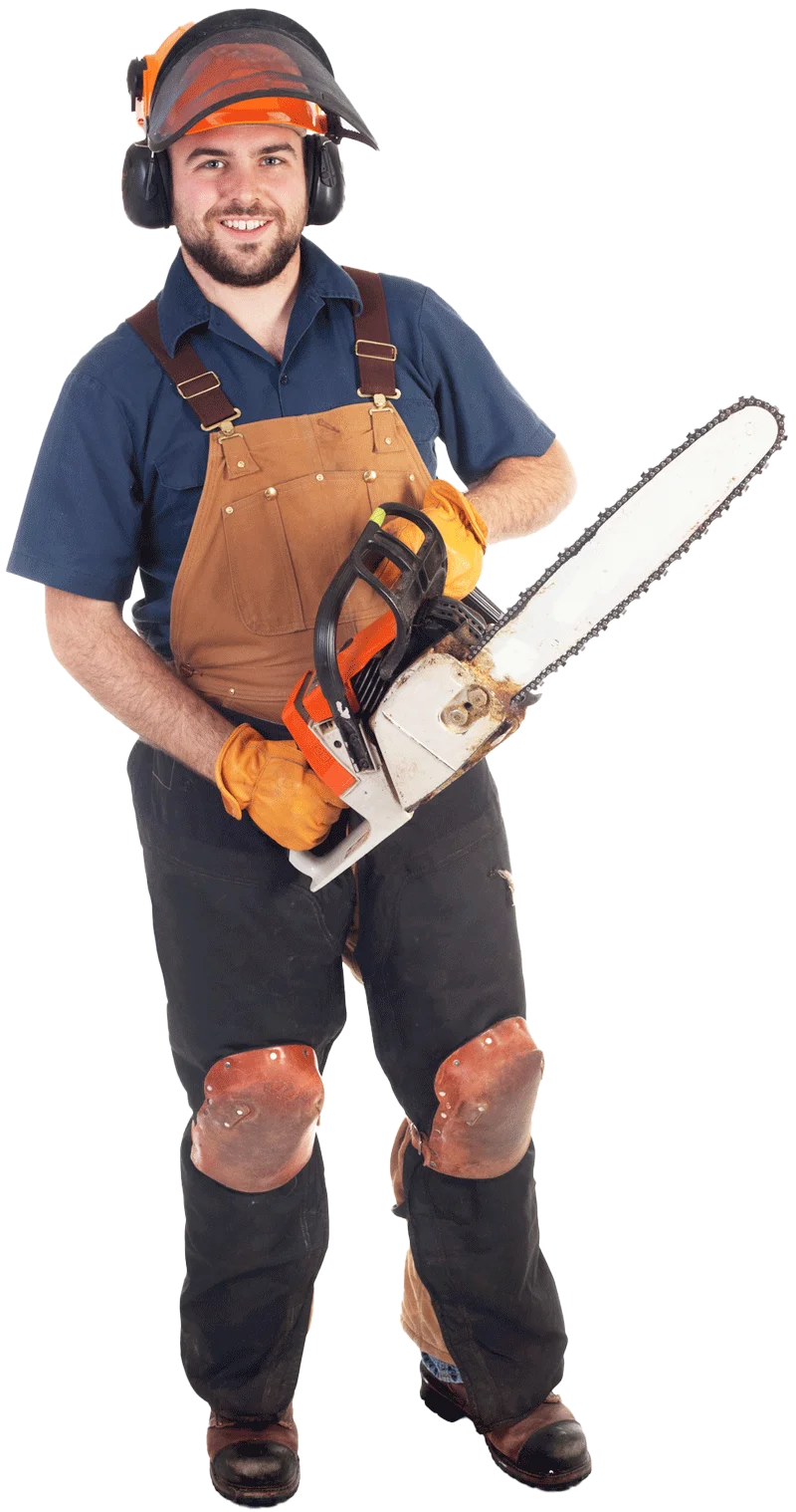 Tree Contractor Tree Contractor