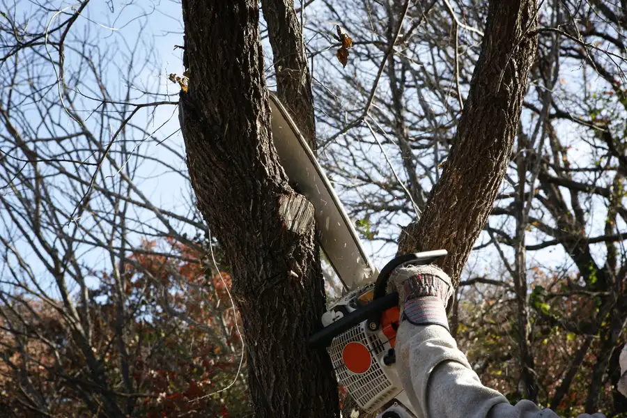 Common Risks Of Delaying Tree Removal On Your Property Kent, WA Common Risks Of Delaying Tree Removal On Your Property Kent, WA