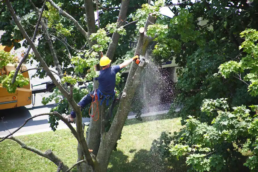 Common Risks Of Delaying Tree Removal On Your Property in Kent, WA Common Risks Of Delaying Tree Removal On Your Property in Kent, WA