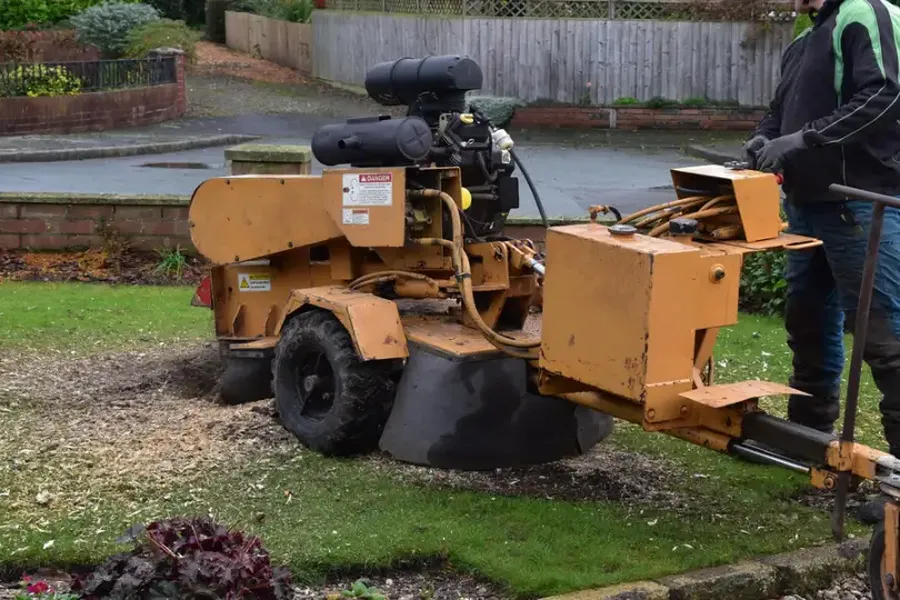 How Stump Grinding Prevents Pest Infestations Kent, WA How Stump Grinding Prevents Pest Infestations Kent, WA