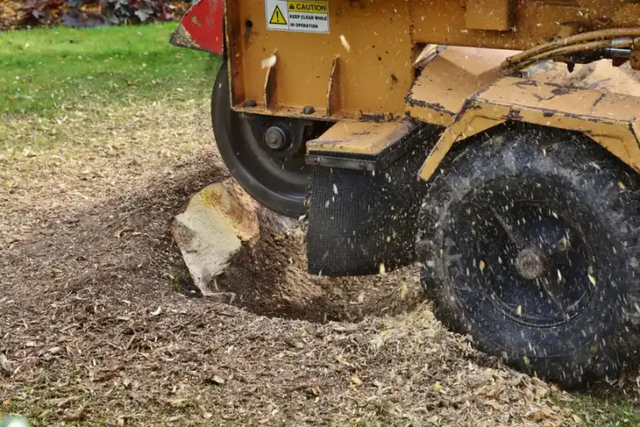 How Stump Grinding Prevents Pest Infestations in Kent, WA How Stump Grinding Prevents Pest Infestations in Kent, WA