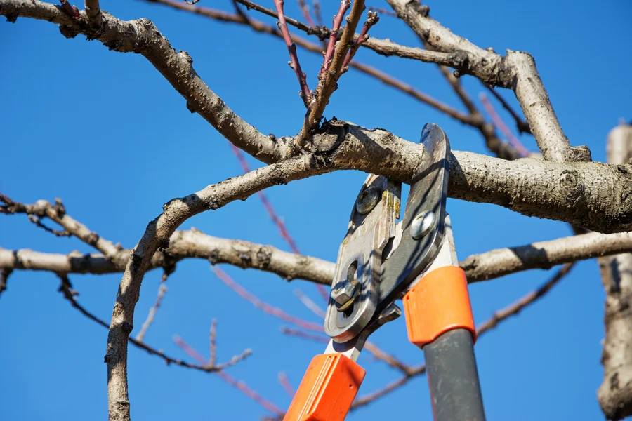 How Tree Pruning Can Prevent Property Damage Kent, WA How Tree Pruning Can Prevent Property Damage Kent, WA