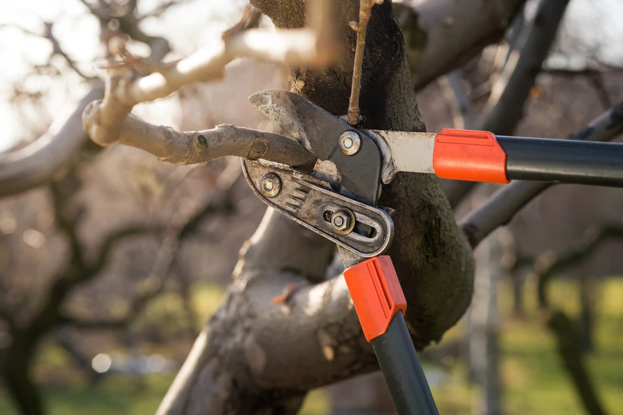 How Tree Pruning Can Prevent Property Damage in Kent, WA How Tree Pruning Can Prevent Property Damage in Kent, WA