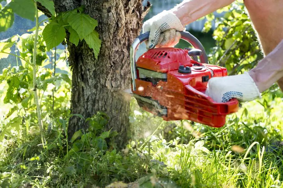 How Tree Removal Can Prevent Damage To Your Home in Kent, WA How Tree Removal Can Prevent Damage To Your Home in Kent, WA