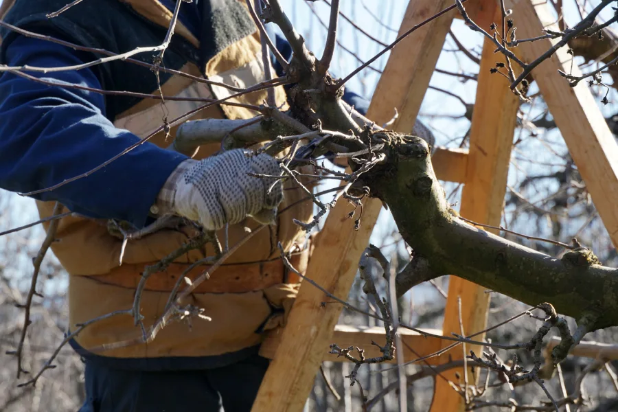 Local Tree Pruning Services Kent, WA Local Tree Pruning Services Kent, WA