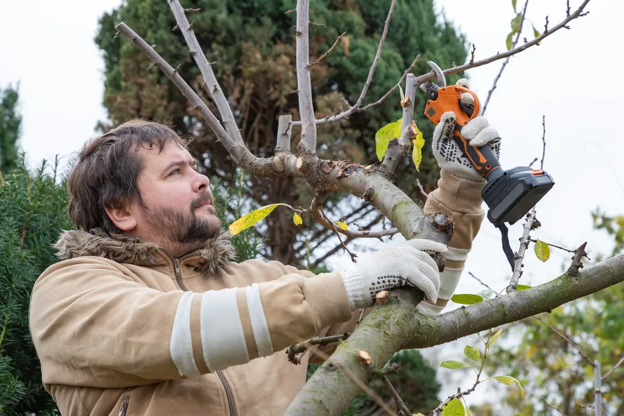 Professional Tree Pruning Services Kent, WA Professional Tree Pruning Services Kent, WA