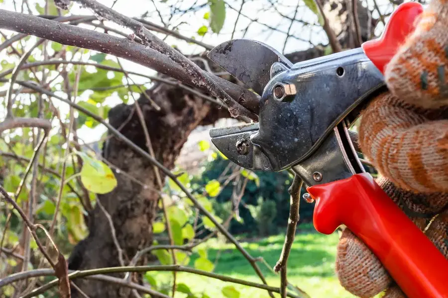 Reliable Tree Pruning Services Kent, WA Reliable Tree Pruning Services Kent, WA