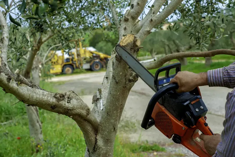 The Difference Between Tree Trimming And Tree Pruning Kent, WA The Difference Between Tree Trimming And Tree Pruning Kent, WA