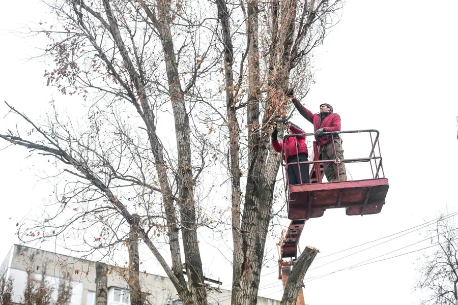 The Difference Between Tree Trimming And Tree Pruning in Kent, WA The Difference Between Tree Trimming And Tree Pruning in Kent, WA