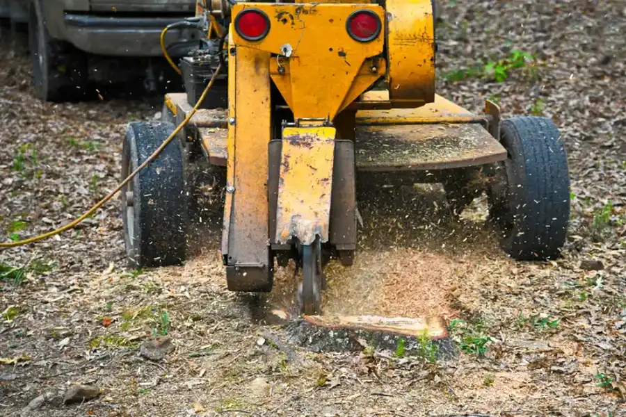 The Environmental Impact Of Stump Grinding And Removal in Kent, WA The Environmental Impact Of Stump Grinding And Removal in Kent, WA