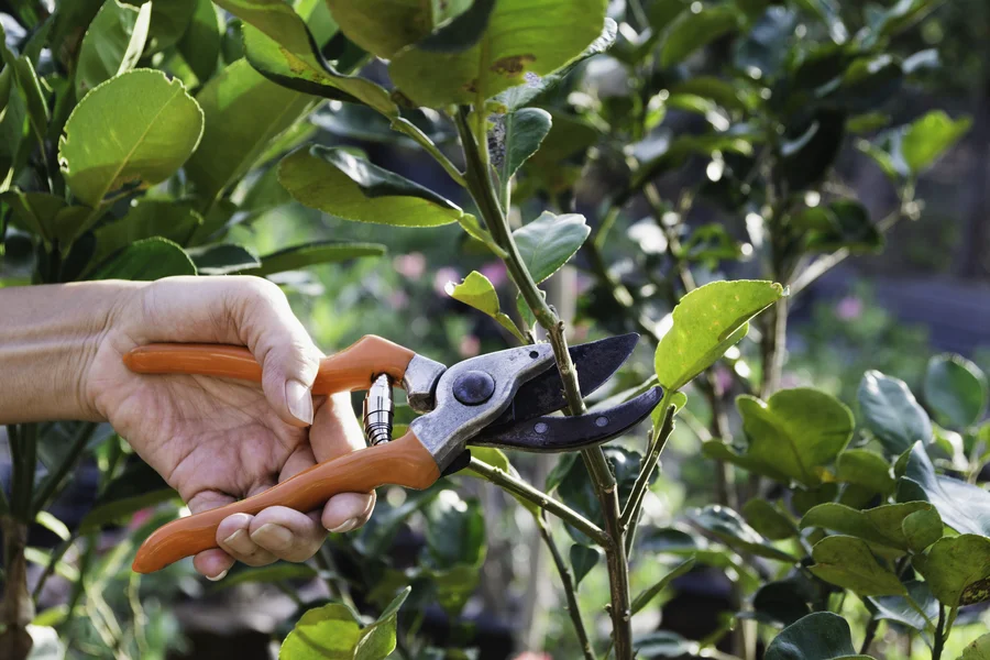 Understanding The Different Types Of Tree Pruning Techniques Kent, WA Understanding The Different Types Of Tree Pruning Techniques Kent, WA
