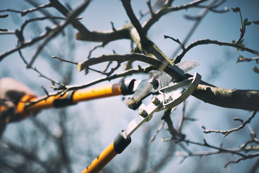 Understanding The Different Types Of Tree Pruning Techniques in Kent, WA Understanding The Different Types Of Tree Pruning Techniques in Kent, WA